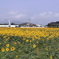 naohiro10