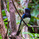 Kingfisher01