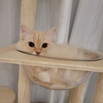 もいたん