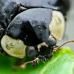 ミノ田　虫眼鏡(プロフ必