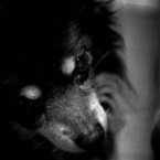 コズミノ虫眼鏡