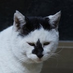 おはちよ