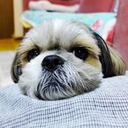mokojii