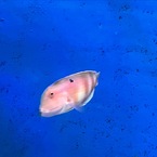 テンス