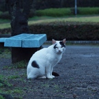 マンドリル加藤