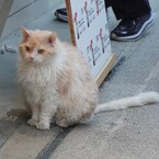 とろたま