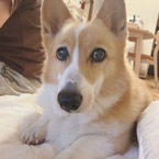ふぁんち