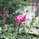 Alice_photo