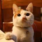 はすふく