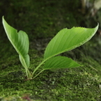 Lolomo