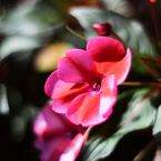 ぽりんナポリン