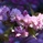sakura.no.ki