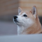 長谷川奨（Tasuku）