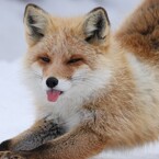 うるふぉ