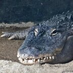 ワニタイチョウ
