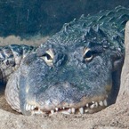 ワニタイチョウ