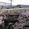 ねこのにぼし