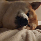 大五郎の飼い主