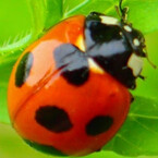 マリアビートル