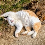 おにょんにょん