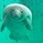 manatee