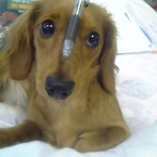 Doggy_kitty