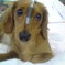 Doggy_kitty
