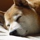 おすかぁ