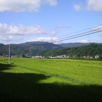 Fiori