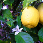 limone