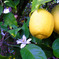 limone