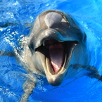 ocean7d