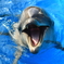ocean7d
