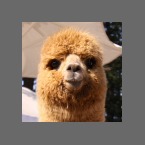 ALPACA