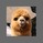 ALPACA