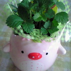 todama
