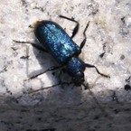 momonouti