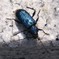 momonouti