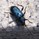 momonouti