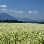 katubusi