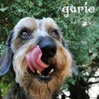 gurie