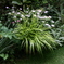 greengrass