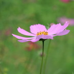 キャラメルマキアート