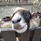ピピカメロディーヌ