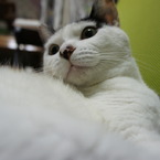 水玉ねこ