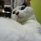 水玉ねこ