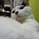 水玉ねこ