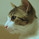 迷猫