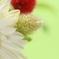 rsfraise