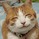 (=^・^=)ねこ